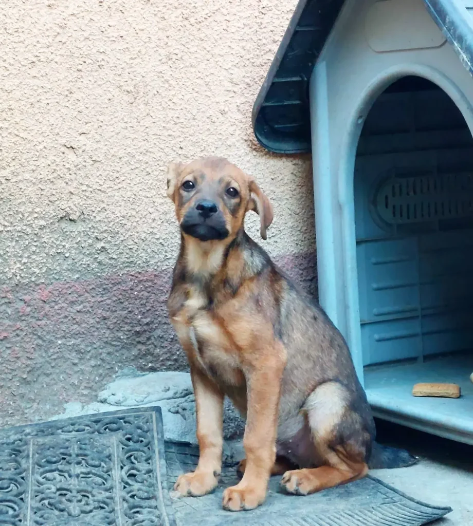 Adopta-Atila
