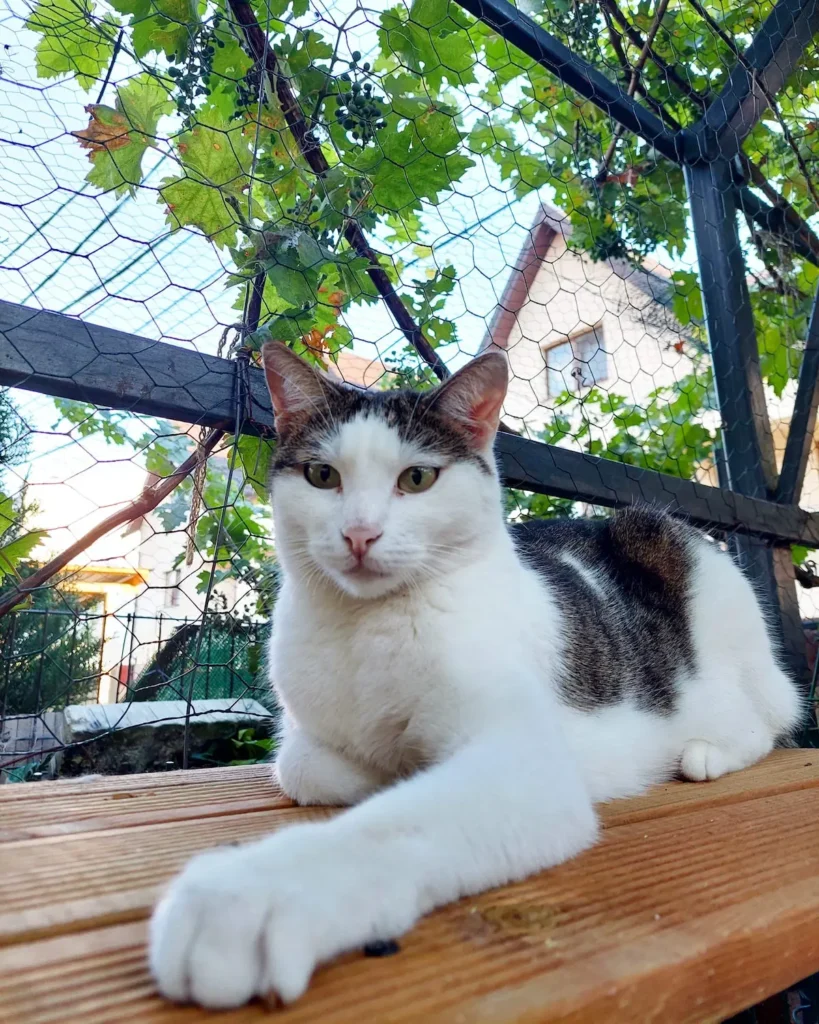 Adopta-Lisa