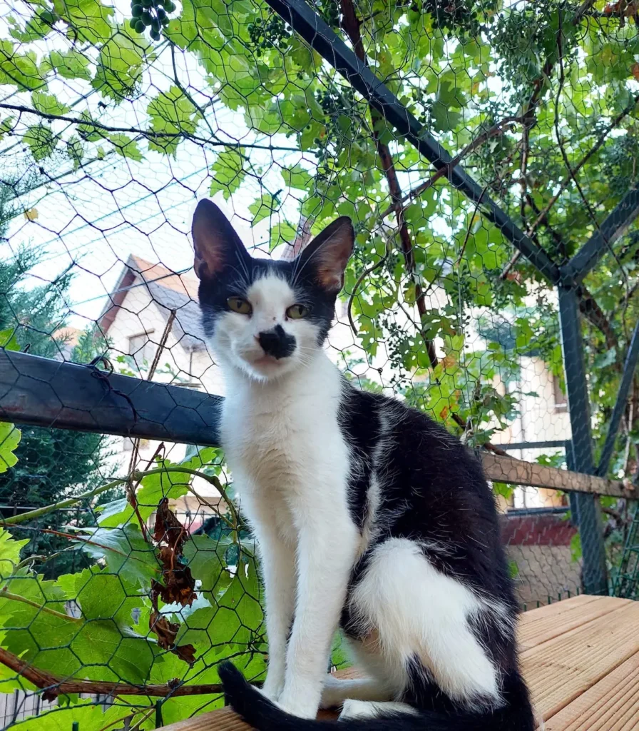 Adopta-Lizuca