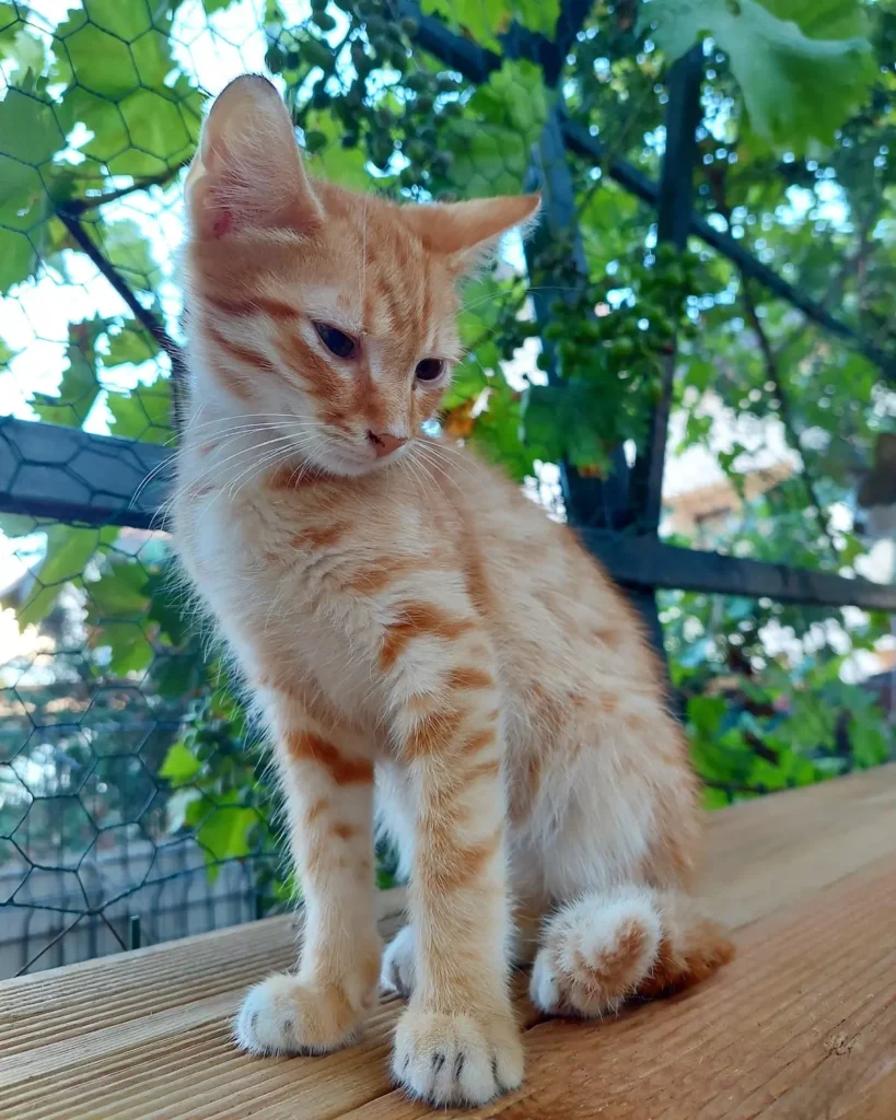 Adopta-Porto