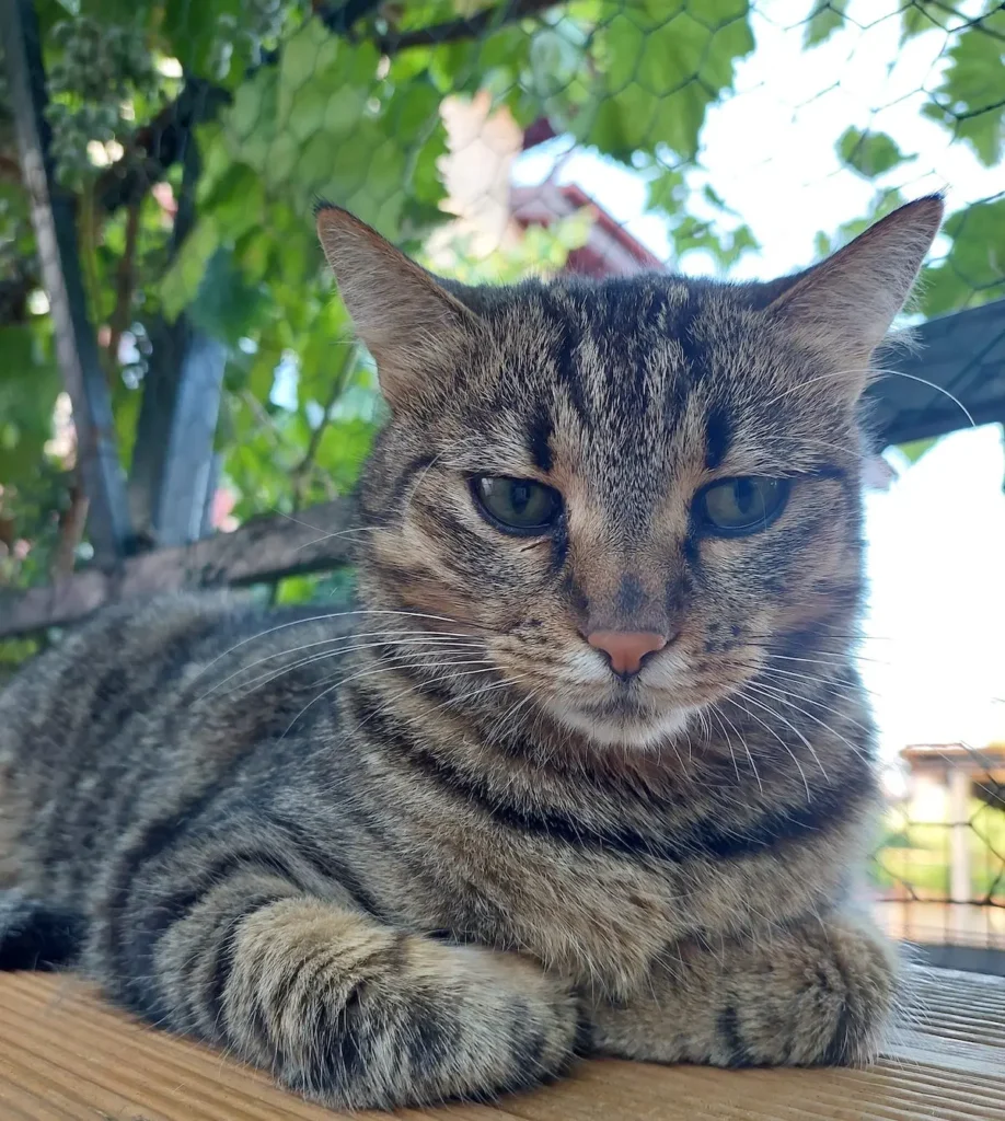 Adopta-Valentina